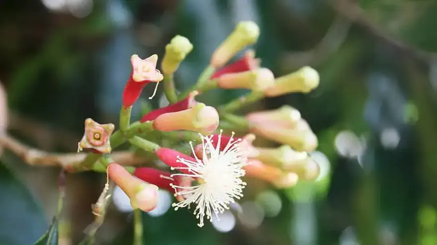 clove cosmetics natural organic