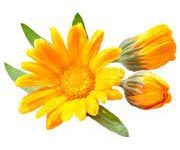 by-cosmetics calendula oil