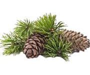 by-cosmetics Cedarwood oil