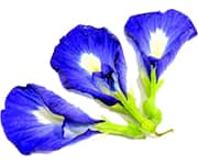 by-cosmetics клитория тройчатая