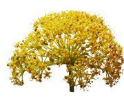 by-cosmetics масло ферулы