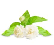 by-cosmetics jasmine