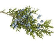 by-cosmetics Juniper