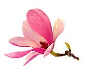 by-cosmetics Michelia