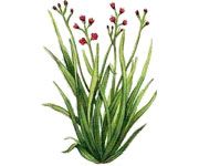 by-cosmetics масло пальмаросы