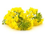 by-cosmetics brassica