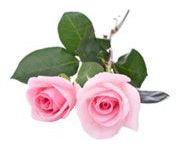 by-cosmetics роза столистная